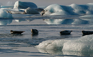 Seals_Jokulsarlon.jpg