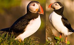 puffins-2-310x191.jpg