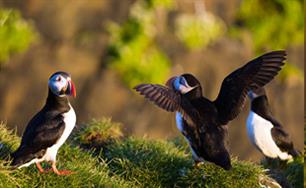 puffins-3-310x191.jpg