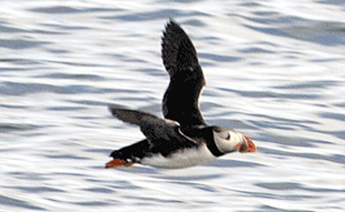 puffin-in-flight-310X191.png