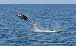 Whale Watching from Reykjavik