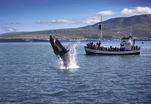 Husavik Original Whale Watching