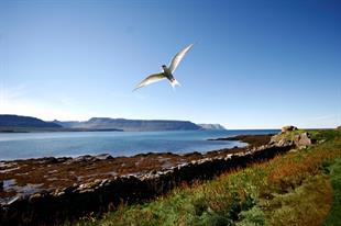 Vigur Paradise Island from Isafjordur