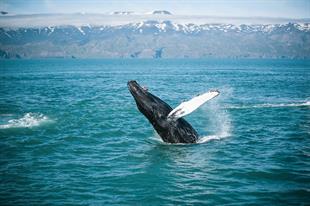 Rib Big Whales and Puffins From Húsavik